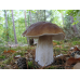 Мицелий Белого гриба елового / Боровик (Boletus edulis)